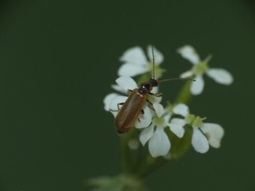 Rhagonycha nigriventris